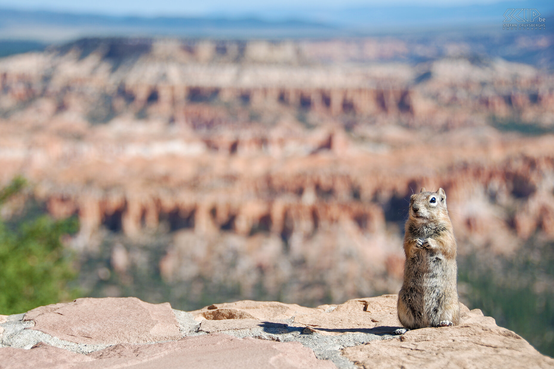 Bryce - Inspiration Point - White-tailed Antelope Squirrel A White-tailed Antelope squirrel (Ammospermophilus leucurus) at Inspiration Point. Stefan Cruysberghs